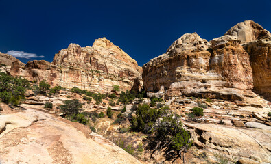 Fototapeta premium Scenic view of white Navajo Sandstone domes along Hickman Bridge Trail in Capitol Reef National Park. Green juniper trees dot rocky landscape under deep blue sky