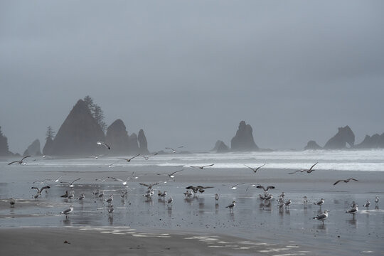 Shi Shi Beach in Olympic National Park, Washington, USA