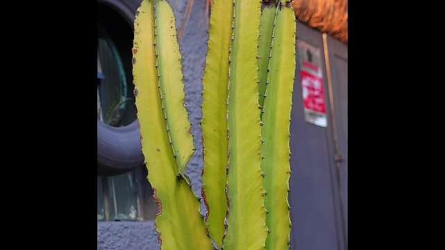 4K Time-Lapse Close-Up of African Milk Tree Euphorbia Trigona  Candelabra Succulent