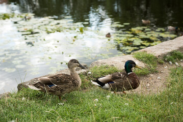 Wildlife of Denmark. A pair of ducks next to a pond