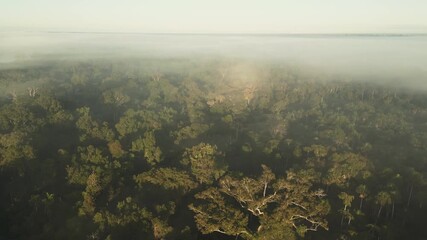 Drone footage of the Amazon rainforest in Tambopata at sunrise, with soft morning fog drifting over the treetops and revealing layers of lush green canopy