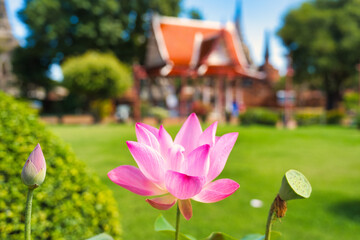 アユタヤのお寺に咲く蓮の花