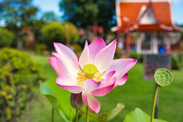 アユタヤのお寺に咲く蓮の花