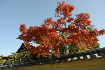 秋の大徳寺　龍源院の紅葉　京都市北区紫野