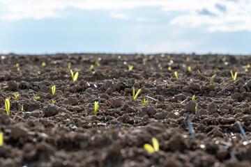 Young green seedlings are emerging from the brown soil in a vast field under a bright sky, showing new life and agricultural growth.