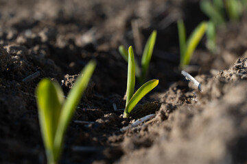 Small green plants are growing in fertile brown soil, emerging from the ground in a straight line under natural sunlight.