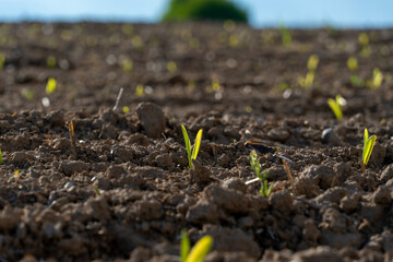 New green sprouts grow from the fertile dark brown soil, reaching towards the warm natural light in an agricultural field.