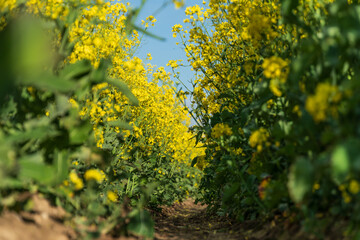 A low angle view captures a vibrant field of yellow flowers blooming under a bright blue sky, revealing a clear path.