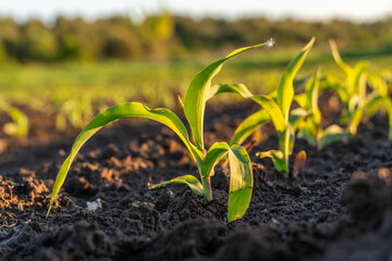 Green corn sprouts emerge from the rich dark earth in a sunny agricultural field, showing early growth.