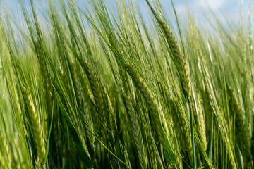 Vibrant green young barley plants sway gently in a lush agricultural field under a clear blue sky, showing healthy growth and natural beauty.