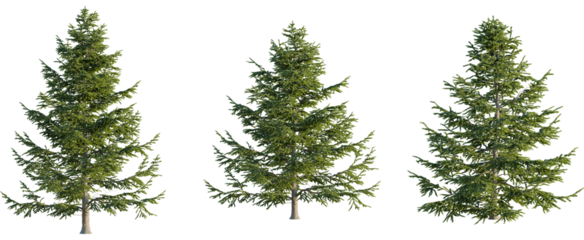 Abies alba tree, front view, cutout, 8k png, transparent background, isolate, Majestic evergreens bring nature's beauty to your digital landscape design