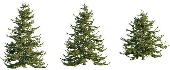 Obraz premium Abies nordmanniana tree, front view, cutout, 8k png, transparent background, isolate, Elevate your design with these three realistic pine tree cutouts