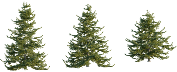 Abies nordmanniana tree, front view, cutout, 8k png, transparent background, isolate, Elevate your design with these three realistic pine tree cutouts