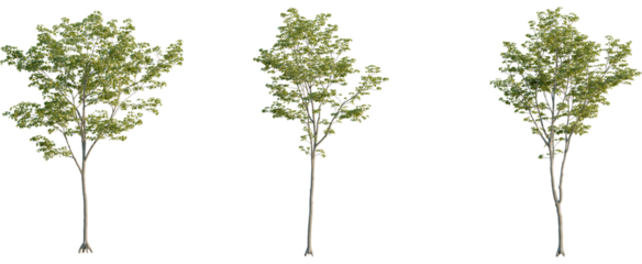 Acer pseudoplatanus tree, front view, cutout, 8k png, transparent background, isolate, Maple trees for landscaping and architectural renderings, summer foliage