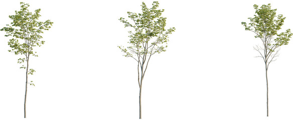 Acer pseudoplatanus tree, front view, cutout, 8k png, transparent background, isolate, Three young...