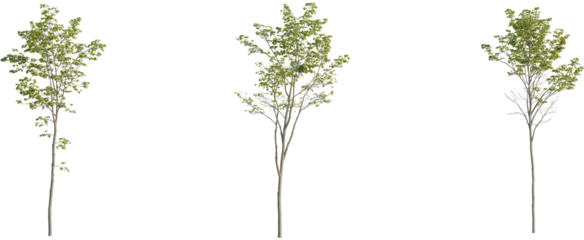 Acer pseudoplatanus tree, front view, cutout, 8k png, transparent background, isolate, Three young trees in various stages of growth ready for landscaping needs