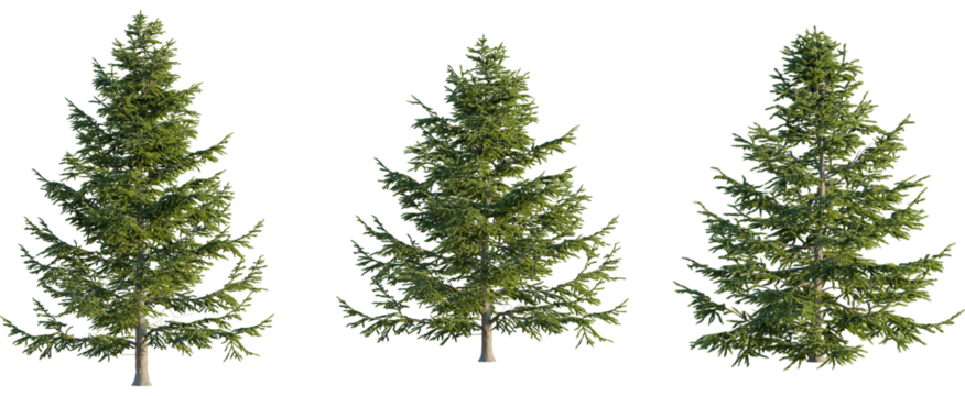 Abies alba tree, front view, cutout, 8k png, transparent background, isolate, Majestic evergreens bring nature's beauty to your digital landscape design