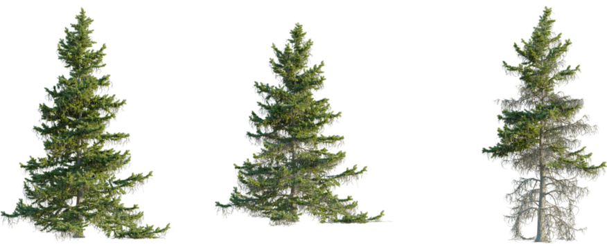 Abies nordmanniana tree, front view, cutout, 8k png, transparent background, isolate, Striking fir trees collection for landscaping and forestry projects