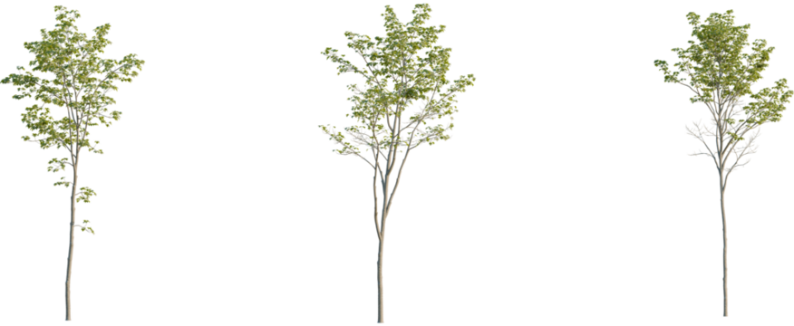 Acer pseudoplatanus tree, front view, cutout, 8k png, transparent background, isolate, Three young trees in various stages of growth ready for landscaping needs - Powered by Adobe