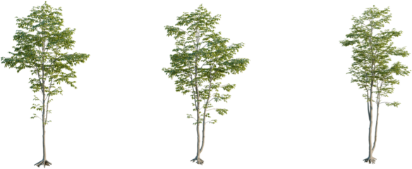 Carpinus betulus tree, front view, cutout, 8k png, transparent background, isolate, Three young trees with fresh green leaves for landscape architectural design