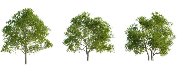 Fototapeta premium Castanea sativa tree, front view, cutout, 8k png, transparent background, isolate, Three realistic trees with lush foliage ready for landscape design use