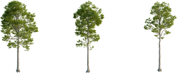 Castanea sativa tree, front view, cutout, 8k png, transparent background, isolate, Three trees with lush green foliage, perfect for nature scenes and landscapes