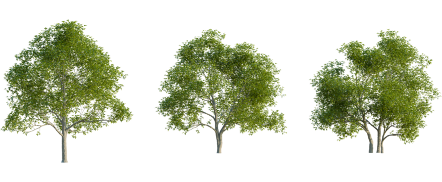 Castanea sativa tree, front view, cutout, 8k png, transparent background, isolate, Three realistic trees with lush foliage ready for landscape design use