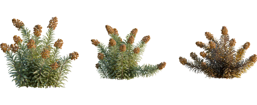 Euphorbia blackbird tree, front view, cutout, 8k png, transparent background, isolate, Realistic three dimensional plants for architectural visualization needs