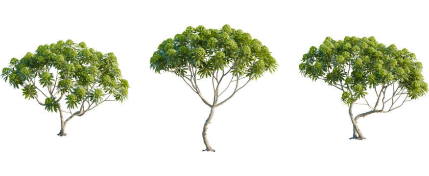 Euphorbia bourgeana tree, front view, cutout, 8k png, transparent background, isolate, Three lush green trees for landscaping, garden design, or 3D rendering