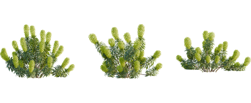 Euphorbia characias tree, front view, cutout, 8k png, transparent background, isolate, Stunning green Euphorbia plant clusters for garden design and landscaping