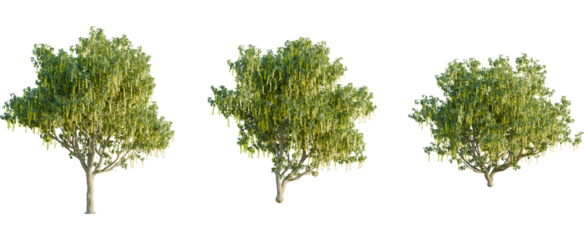 Laburnum alpinum tree, front view, cutout, 8k png, transparent background, isolate, Three vibrant golden rain trees add a touch of nature to your project