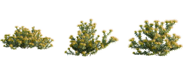 Obraz premium Leucospermum nutans tree, front view, cutout, 8k png, transparent background, isolate, Protea bushes add a natural touch to your landscape designs instantly