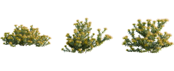 Leucospermum nutans tree, front view, cutout, 8k png, transparent background, isolate, Protea bushes add a natural touch to your landscape designs instantly