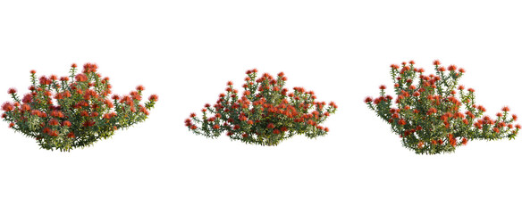 Fototapeta premium Leucospermum nutans tree, front view, cutout, 8k png, transparent background, isolate, Vibrant orange flowering bushes create natural landscaping designs