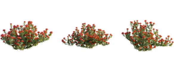 Leucospermum nutans tree, front view, cutout, 8k png, transparent background, isolate, Vibrant orange flowering bushes create natural landscaping designs