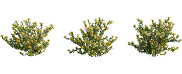 Fototapeta premium Leucospermum nutans tree, front view, cutout, 8k png, transparent background, isolate, Set of South African pincushion protea shrubs for garden design needs