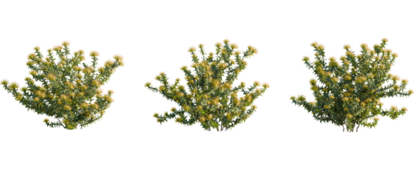 Leucospermum nutans tree, front view, cutout, 8k png, transparent background, isolate, Set of South African pincushion protea shrubs for garden design needs