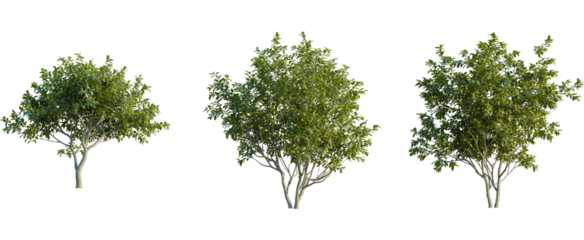 Mespilus germanica tree, front view, cutout, 8k png, transparent background, isolate, Three beautiful trees with green leaves create nature's serene beauty