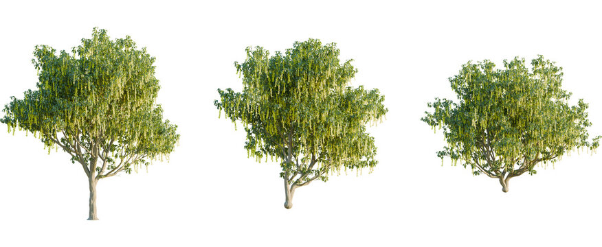Laburnum alpinum tree, front view, cutout, 8k png, transparent background, isolate, Three vibrant golden rain trees add a touch of nature to your project