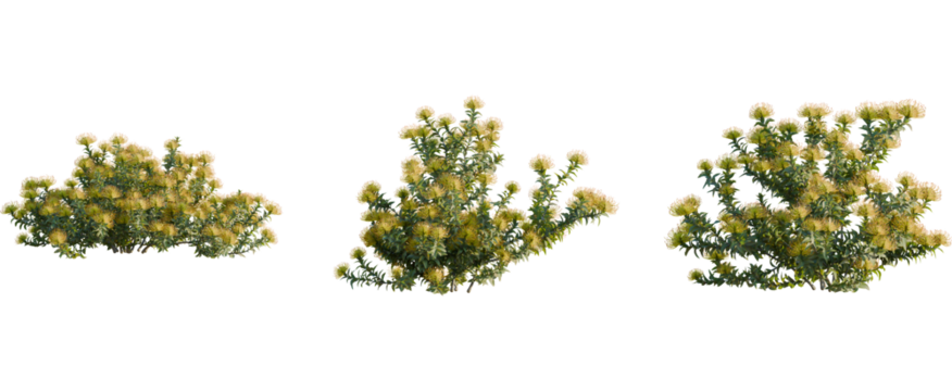 Leucospermum nutans tree, front view, cutout, 8k png, transparent background, isolate, Protea bushes add a natural touch to your landscape designs instantly