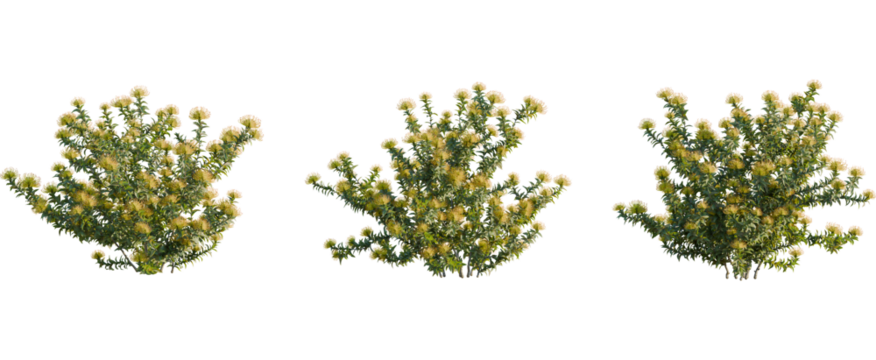 Leucospermum nutans tree, front view, cutout, 8k png, transparent background, isolate, Set of South African pincushion protea shrubs for garden design needs