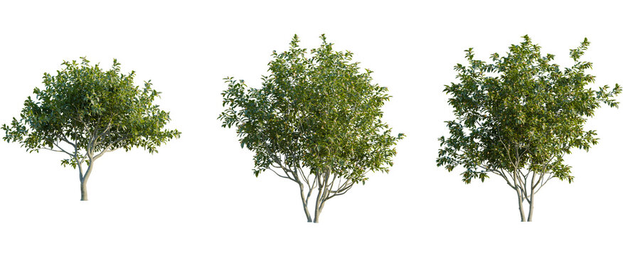 Mespilus germanica tree, front view, cutout, 8k png, transparent background, isolate, Three beautiful trees with green leaves create nature's serene beauty