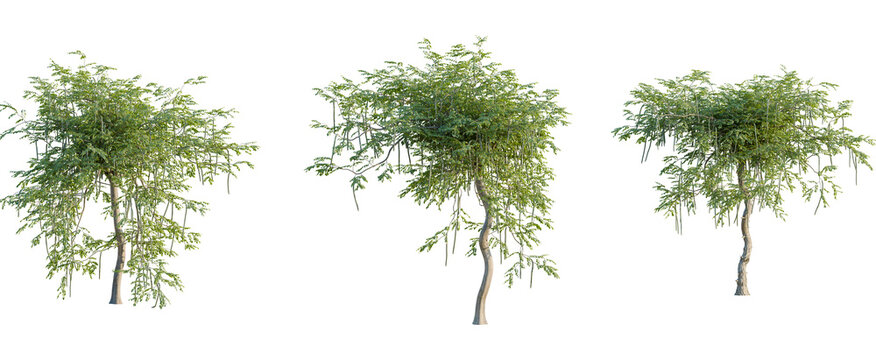 Moringa oleifera tree, front view, cutout, 8k png, transparent background, isolate, Three moringa trees with green leaves and seed pods for natural design