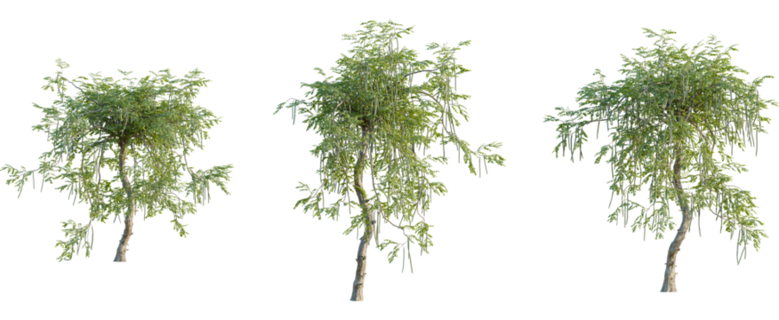 Moringa oleifera tree, front view, cutout, 8k png, transparent background, isolate, Moringa trees with pods bring nature's beauty to your landscape design