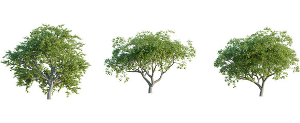 Quercus pyrenaica tree, front view, cutout, 8k png, transparent background, isolate, Three green...