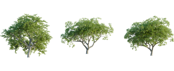 Quercus pyrenaica tree, front view, cutout, 8k png, transparent background, isolate, Three green trees offer versatile landscaping design options easily now