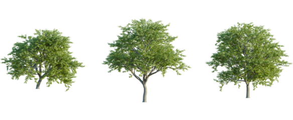 Quercus pyrenaica tree, front view, cutout, 8k png, transparent background, isolate, Realistic green trees for architectural visualizations, 3D rendering