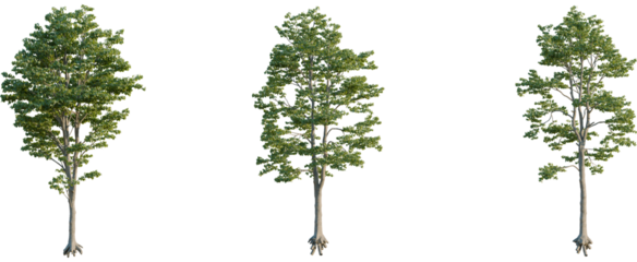 Tilia x europaea tree, front view, cutout, 8k png, transparent background, isolate, Lush green trees showcase nature's beauty for landscape designs