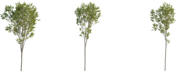 Ulmus pumila tree, front view, cutout, 8k png, transparent background, isolate, Three young trees with vibrant green leaves ready for landscaping designs