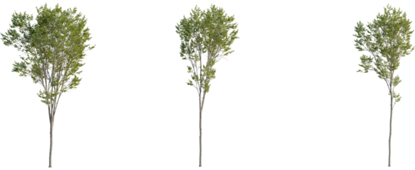 Ulmus pumila tree, front view, cutout, 8k png, transparent background, isolate, Three young trees with vibrant green leaves ready for landscaping designs